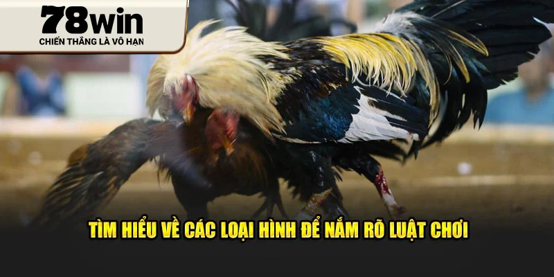 Tìm hiểu về các loại hình để nắm rõ luật chơi